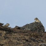 Snow Leopards, Kanchenjunga Conservation Area